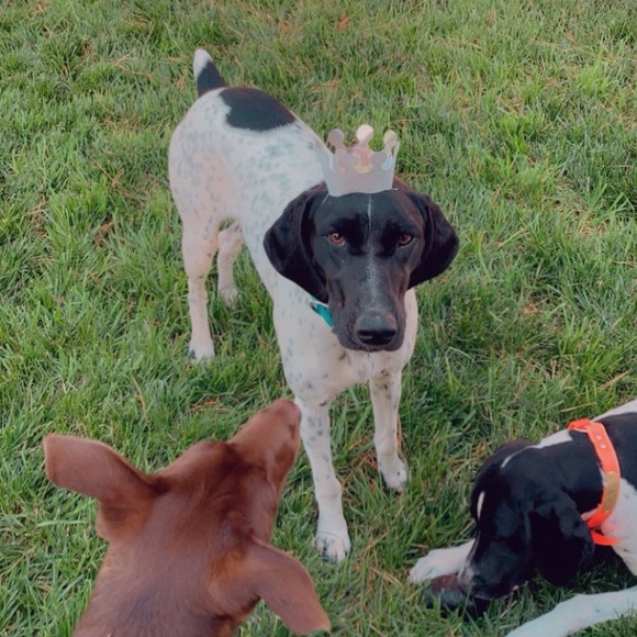 Meet your Posher, Bailey - Picture 10 of 10